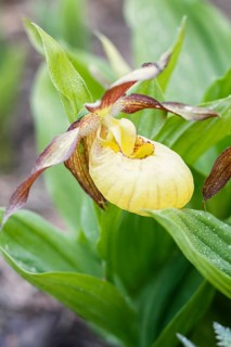 Beautiful orchids of different colors on green background in the garden. Lady's-slipper hybrids.