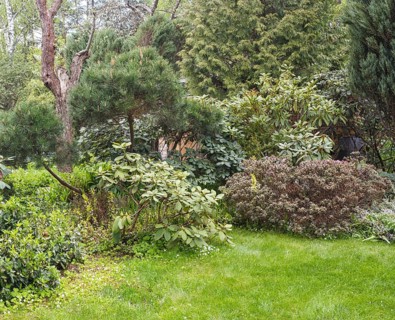 Coniferous trees in the garden: spruce, arborvitae, pine, fir, juniper. Beautiful landscape design