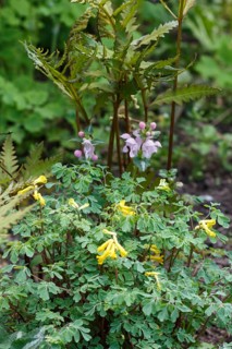 Rock fumewort (yellow corydalis) with fern in spring garden