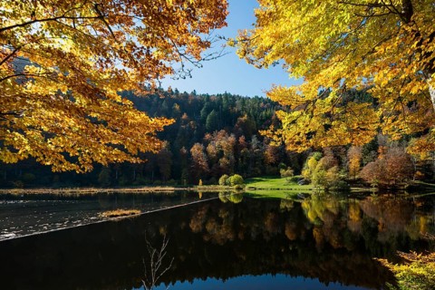 Lake with autumn forest, water reflection, Nonnenmattweiher, Neuenweg, Black Forest,