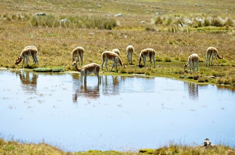 Vicunas or vicunas (Vicugna vicugna) grazing at a waterhole in the Andean highlands, Andahuaylas,