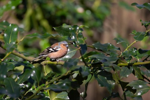 Eurasian chaffinch (Fringilla coelebs) adult male bird on a Holly tree branch, England, United