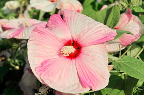 Flowering Hibiscus cultivar Red Heart (Hibiscus syriacus cultivar Red Heart) Florence, Tuscany,