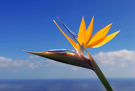 Bird of paradise or crane flower (Strelitzia reginae) La Palma, Canary Islands, Spain, Europe