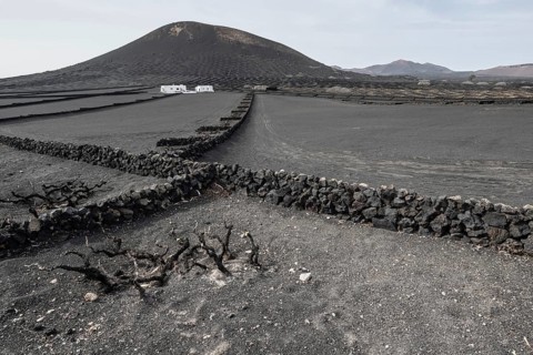 Wine growing in volcanic ash pits protected by dry stone walls, Yaiza, Lanzarote, Canary Islands,