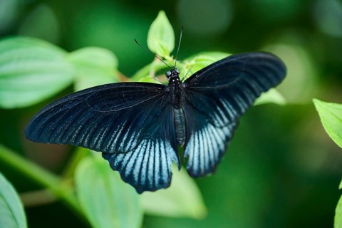 Great Mormon (PPapilio memnon) sitting on a flower, Germany, Europe
