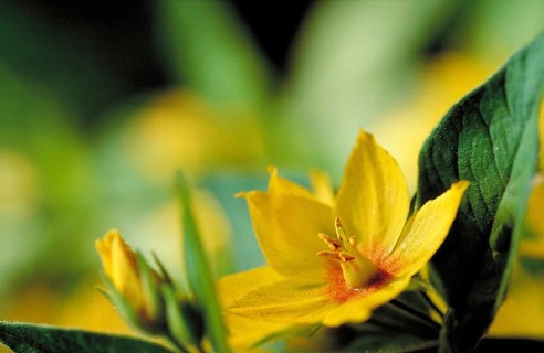 Yellow flowers in close-up with green leaves and soft background Golden loosestrife Lysimachia
