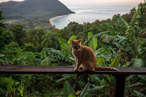 A red cat on a terrace in the foreground, in the background the beach Grande Anse on Basse Terre,