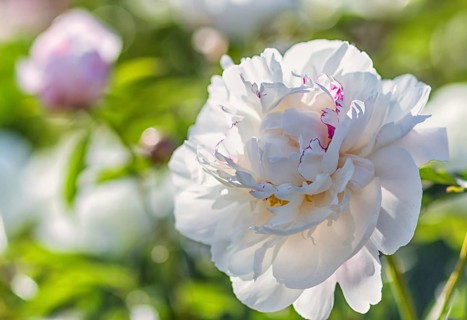 Pink peony flower in a botanical garden
