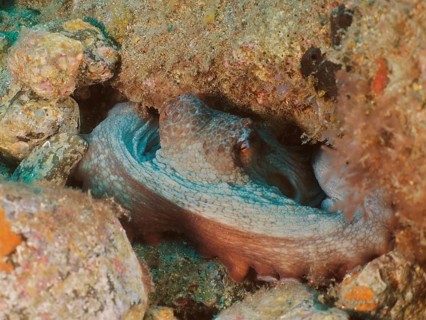 Portrait of common octopus (Octopus vulgaris) in its shelter. Dive site El Cabron Marine Reserve,