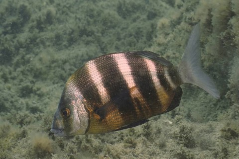 Zebra Bream (Diplodus cervinus cervinus), dive site El Cabron Marine Reserve, Arinaga, Gran