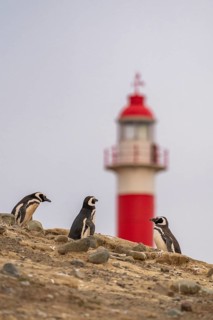 Magellanic penguins (Spheniscus magellanicus) in front of the lighthouse in the Penguin National