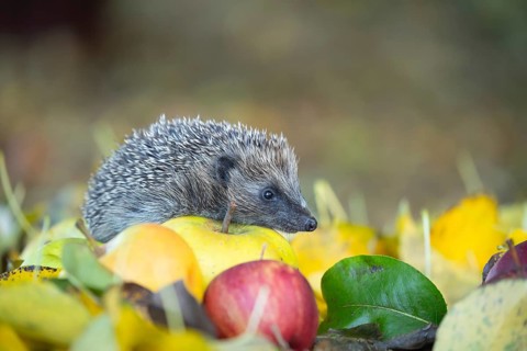 European hedgehog (Erinaceus europaeus) adult animal walking over fallen apples and autumn leaves