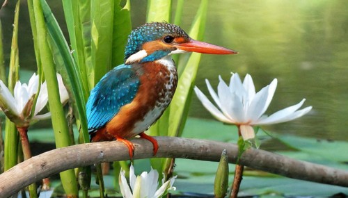 KI generated, animal, animals, bird, birds, biotope, habitat, a, individual, water, perch, reeds,