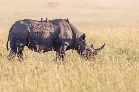 Black rhinoceros (Diceros bicornis) with Yellow-billed oxpecker (Buphagus africanus) birds on the