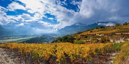 Vines in the Swiss Rhone Valley, wine, grapevine, agriculture, agribusiness, farming, wine-growing