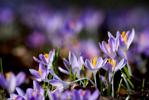 Spring crocus (Crocus Vernus) Munich, Bavaria, Germany, Europe