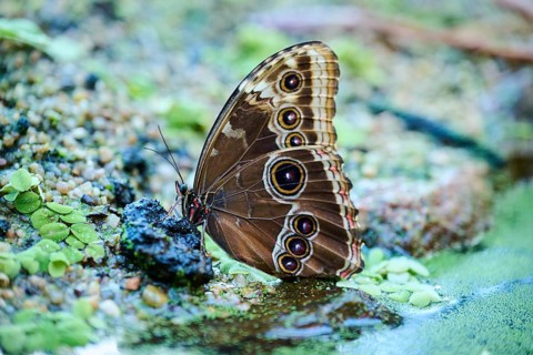 Peleides blue morpho butterfly (Morpho peleides) sitting on the ground, Germany, Europe
