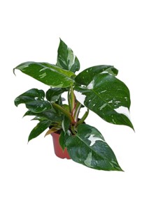 Tropical 'Philodendron White Princess' houseplant with variegated leaves on white background