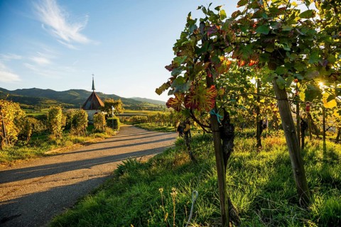 Mount of Olives Chapel in the vineyards, sunset, Ehrenstetten, Markgraeflerland, Black Forest,