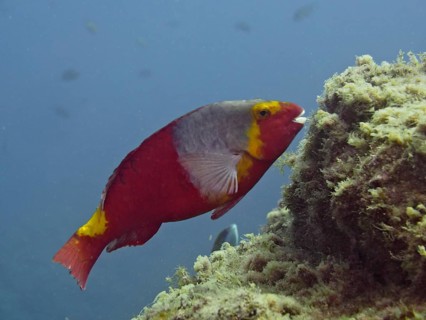 Mediterranean parrotfish (Sparisoma cretense), dive site Los Cancajos, La Palma, Canary Islands,