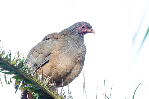Chaco chachalaca (Ortalis canicollis) Pantanal Brazil