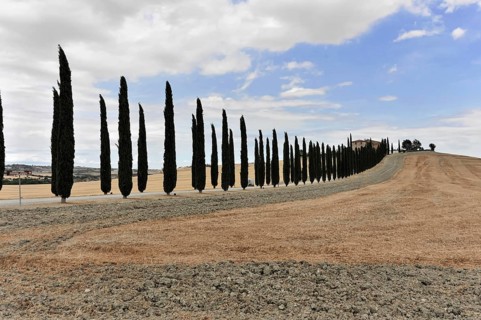 Cypress avenue with farmhouse, south of Pienza, Tuscany, Italy, Europe