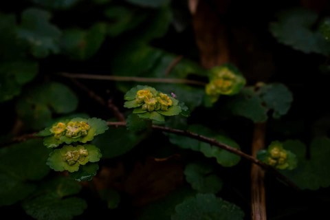 Alternate-leaved golden saxifrage (chrysosplenium alternifolium), close-up, Neubeuern, Germany,