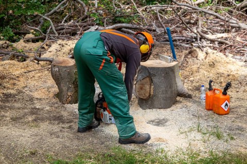 Logging work in the Palatinate Forest