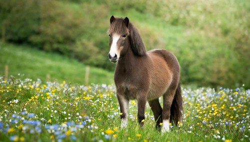 KI generated, animal, animals, mammal, mammals, biotope, habitat, one, individual animal, foraging,