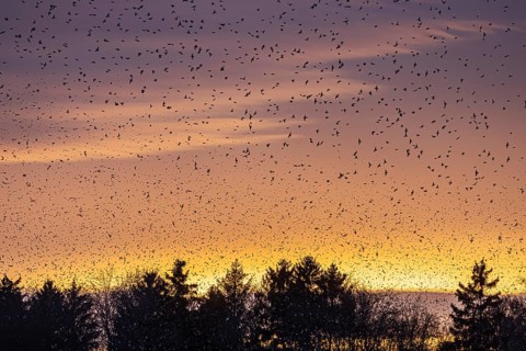 Natural spectacle in the Swabian Alb. Flocks of bramblings (Fringilla montifringilla) spend the
