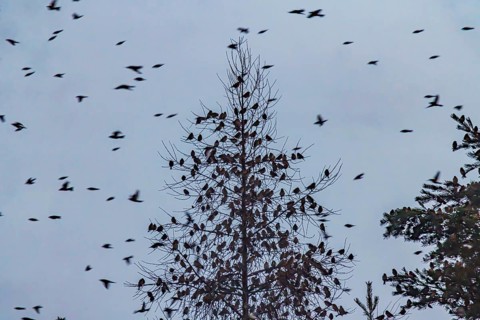 Natural spectacle in the Swabian Alb. Flocks of bramblings (Fringilla montifringilla) spend the