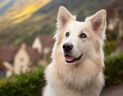 Dog, young dog, White Swiss Shepherd, Berger Blanc Suisse, recognised dog breed from Switzerland
