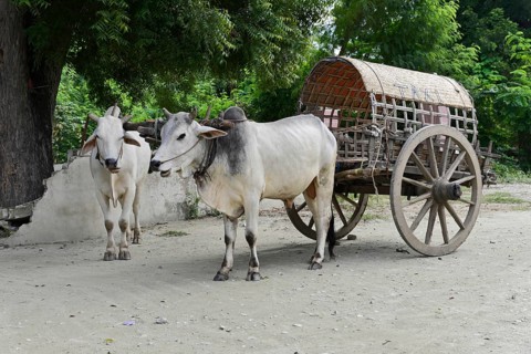 Farmer with oxcart, Mingun, Mandalay Division, Myanmar, Asia