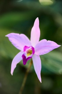 Bamboo orchid (Arundina graminifolia) flower growing in a greenhouse, Bavaria, Germany, Europe