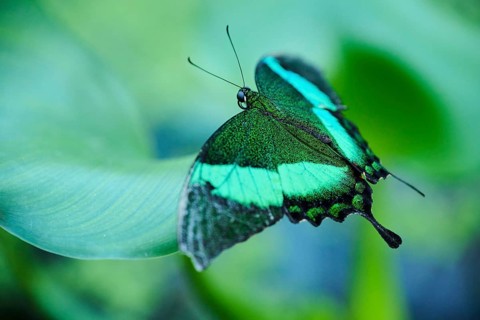 Emerald swallowtail butterfly (Papilio palinurus) sitting on a leaf, Germany, Europe