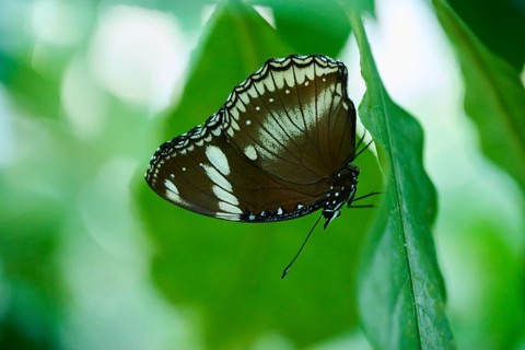 Great eggfly (Hypolimnas bolina) sitting on a leaf, Germany, Europe