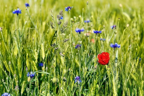 Red poppy flower (Papaver rhoeas), green barleys (Hordeum vulgare), cornflowers (Centaurea cyanus),