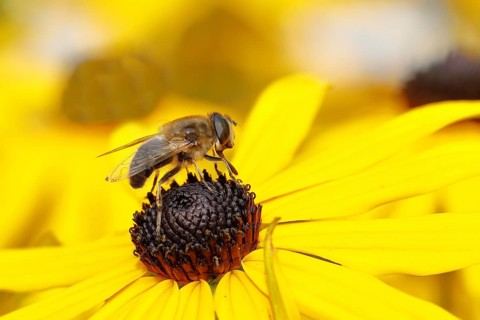 Dronefly (Eristalis tenax) on yellow coneflower (Echinacea paradoxa), Wilden, North