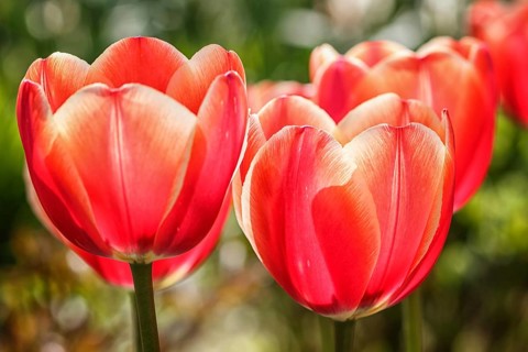Beautiful rose tulip flowers with green blurred background