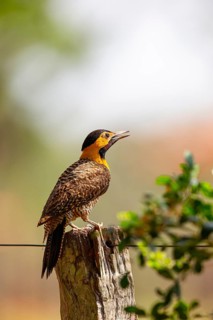 Pileated campo flicker (Colaptes campestris) Pantanal Brazil