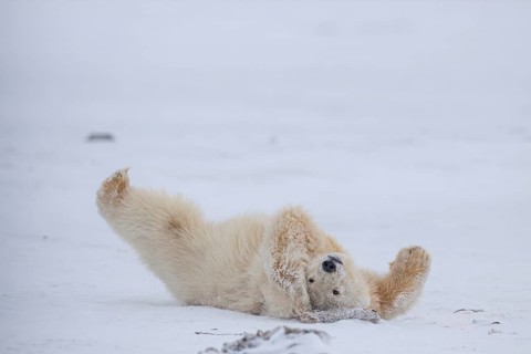 Polar bear (Ursus maritimus), young, playing in the snow, Kaktovik, Arctic National Wildlife