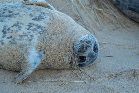 Atlantic grey seal (Halichoerus grypus) juvenile animal resting on a beach, Norfolk, England,