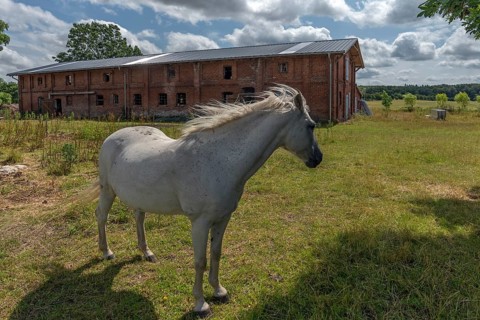 White horse on the meadow of the old estate, behind the pigsty from 1920, Othenstorf,