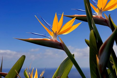 Bird of paradise or crane flower (Strelitzia reginae) La Palma, Canary Islands, Spain, Europe