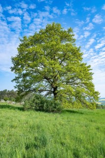 English oak (Quercus robur), solitary tree, blue sky, white clouds, Thuringia, Germany, Europe