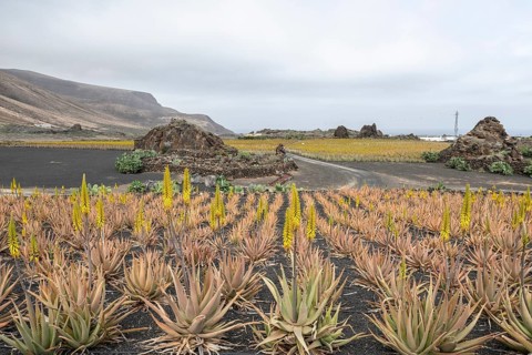 Aloe veras (Aloe vera), plantation, Haria, Lanzarote, Canary Islands, Spain, Europe