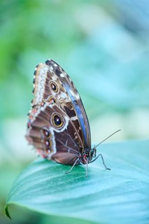 Peleides blue morpho butterfly (Morpho peleides) sitting on a leaf, Germany, Europe