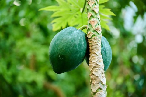Papaya (Carica papaya) fruits hanging on a tree in a greenhouse, Germany, Europe