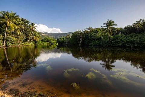 View of a river arm, a tropical mangrove landscape and the natural surroundings of Grande Anse